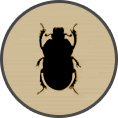 ico beetles