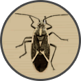 ico boxelder bug