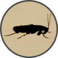 ico cockroaches