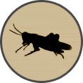 ico crickets