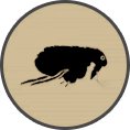ico fleas