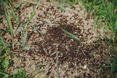 pic pest ants