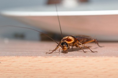 crickets vs roaches