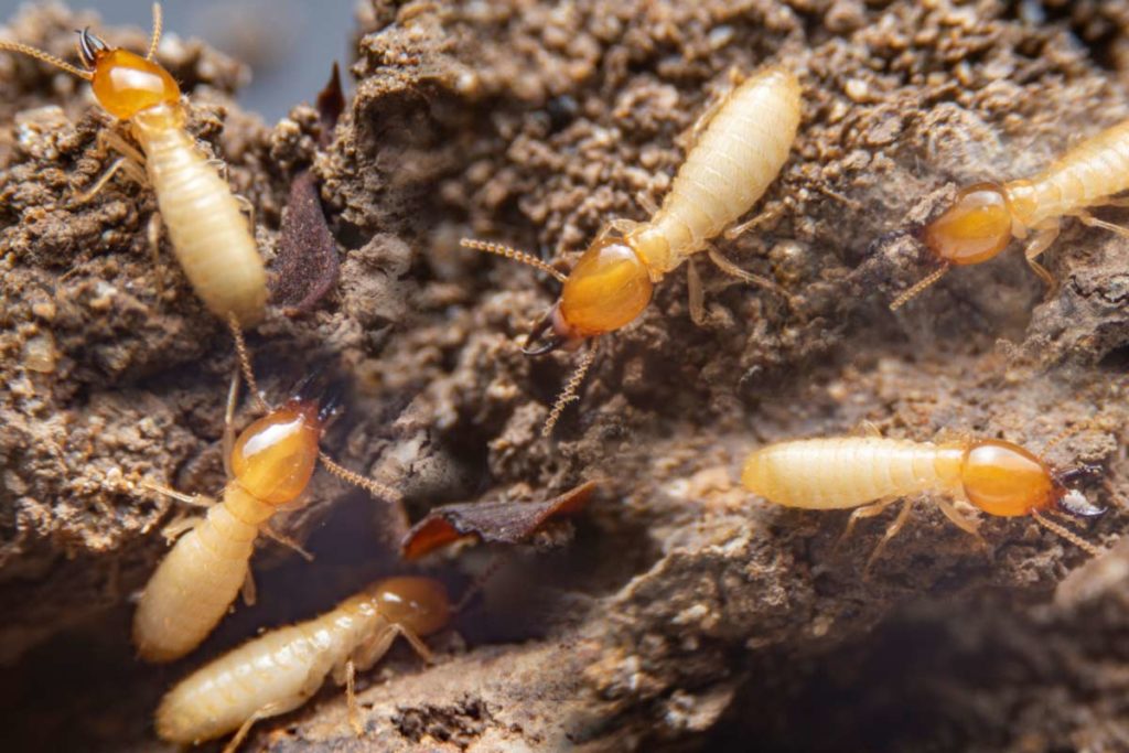 tenting for termites
