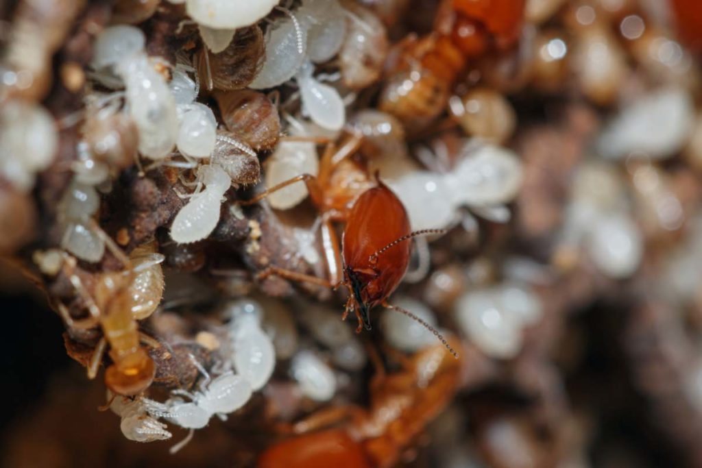 What do Termite Eggs Look Like?