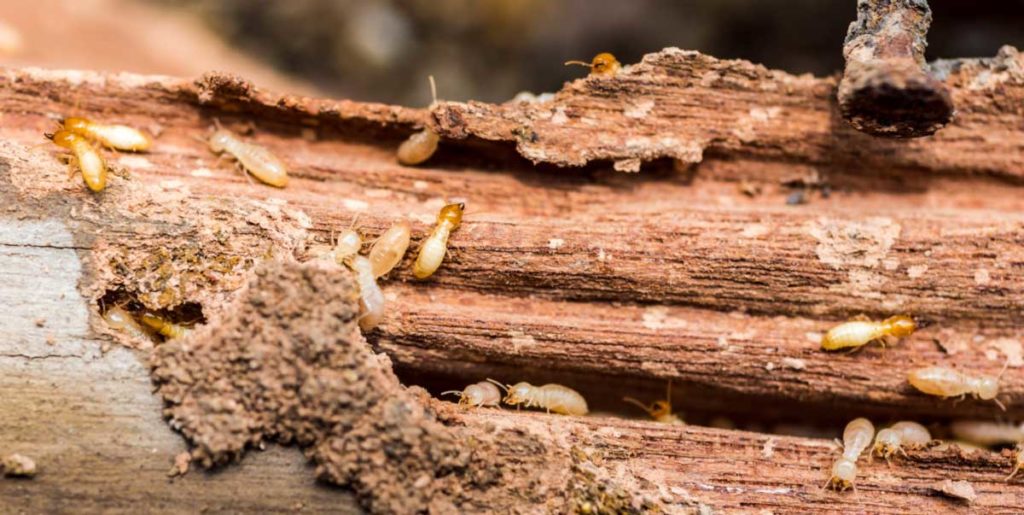 How Easily do Termites Spread from Walls to Furniture
