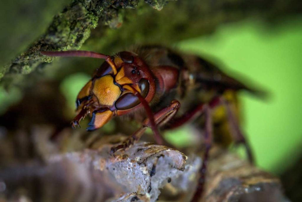 How to Get Rid of Wasp Nests in Roof Eaves