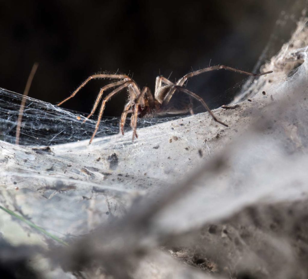 How to get rid of spiders in your basement