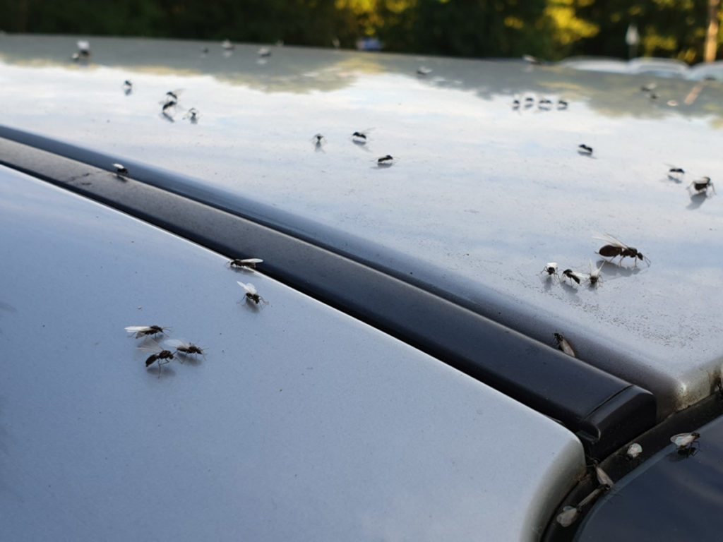 How to get rid of ants from cars