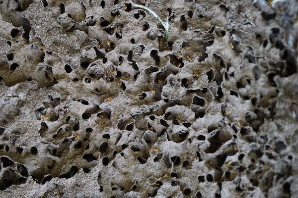 What do Termite Holes in the Ground Look Like? - Recon Pest Services