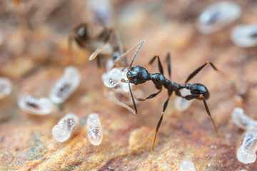 what do ant eggs look like