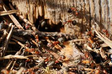 Termite Frass vs Carpenter Ant Frass