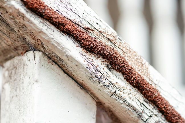 termite mud tubes on a wooden plank