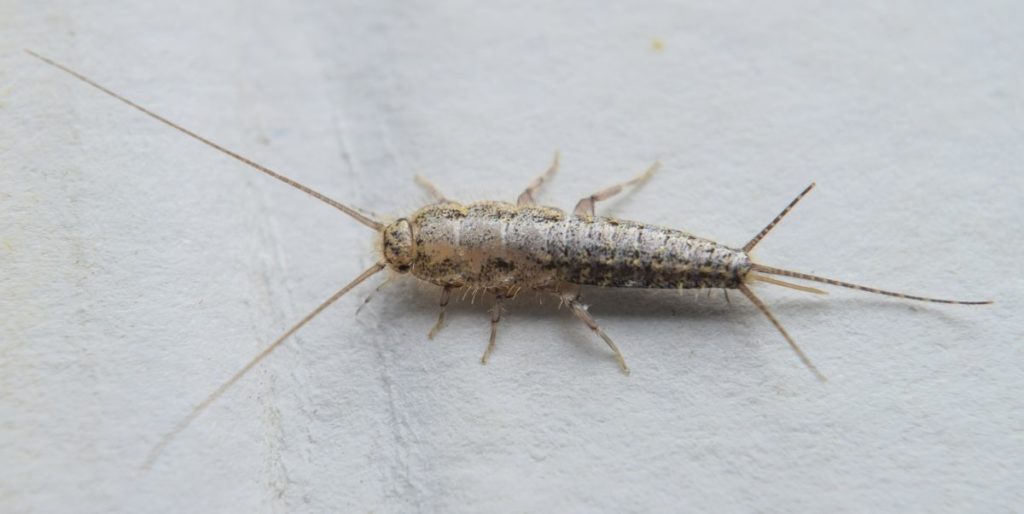 Can LED Lights Attract Silverfish?