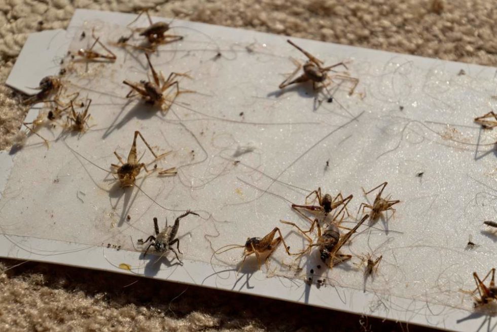 Eliminate Crickets in Douglas & Lincoln Counties - Homemade Cricket Traps