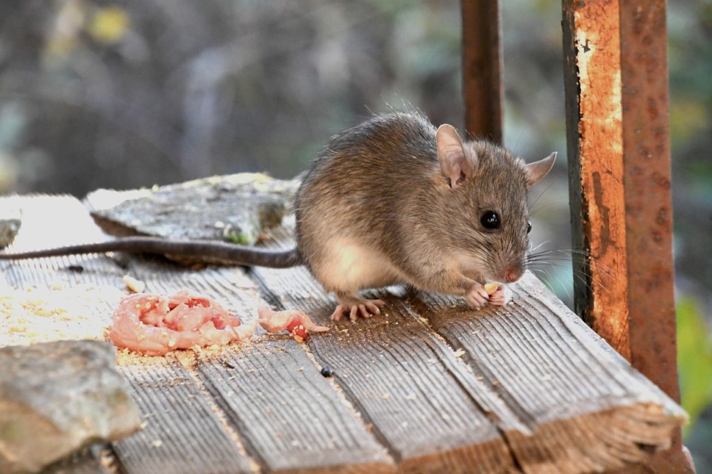 Choosing the Perfect Mouse Trap Box: Rodent Pest Control - Recon