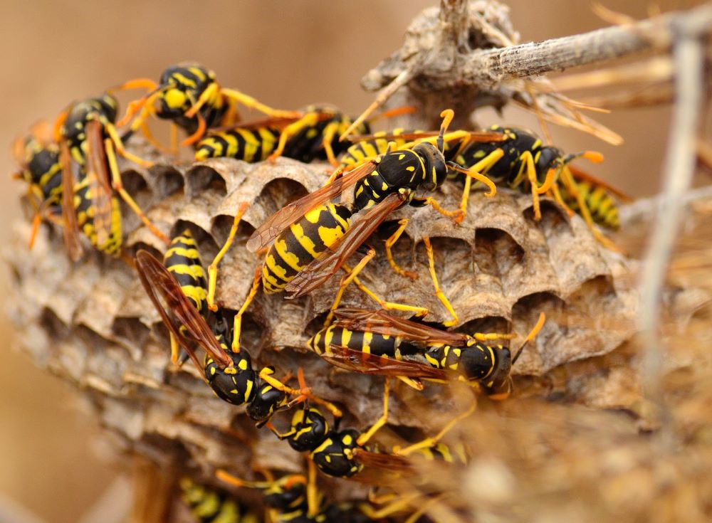 The Wasp Life Cycle Stages Of Wasp Development Recon Pest Services 1108