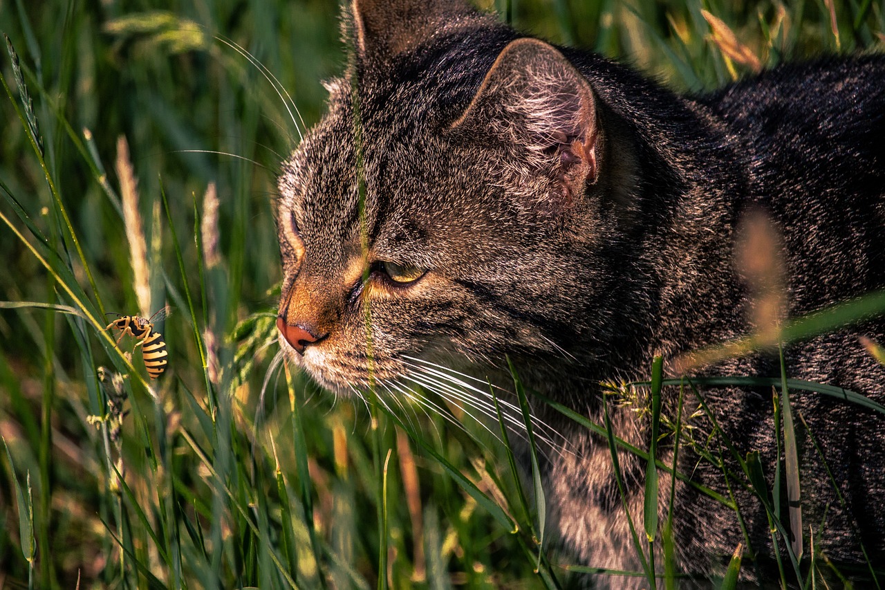 Wasp stings in cats