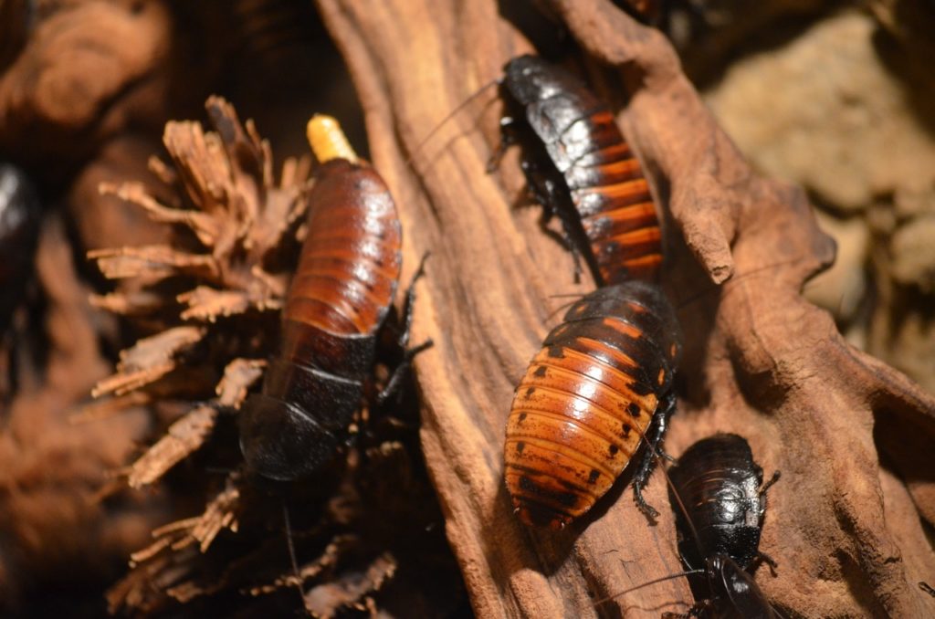Small roaches