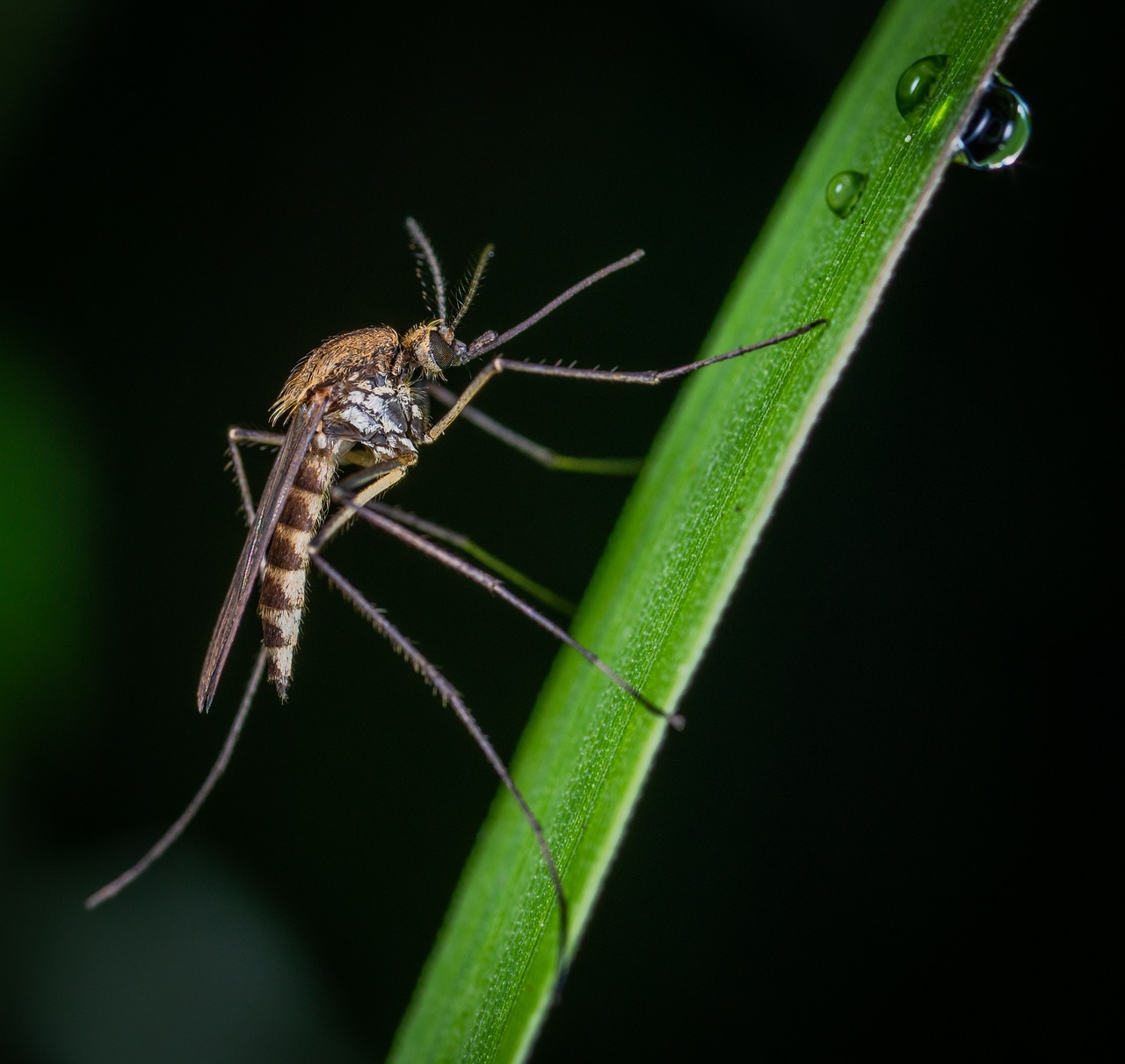 does aloe vera help mosquito bites