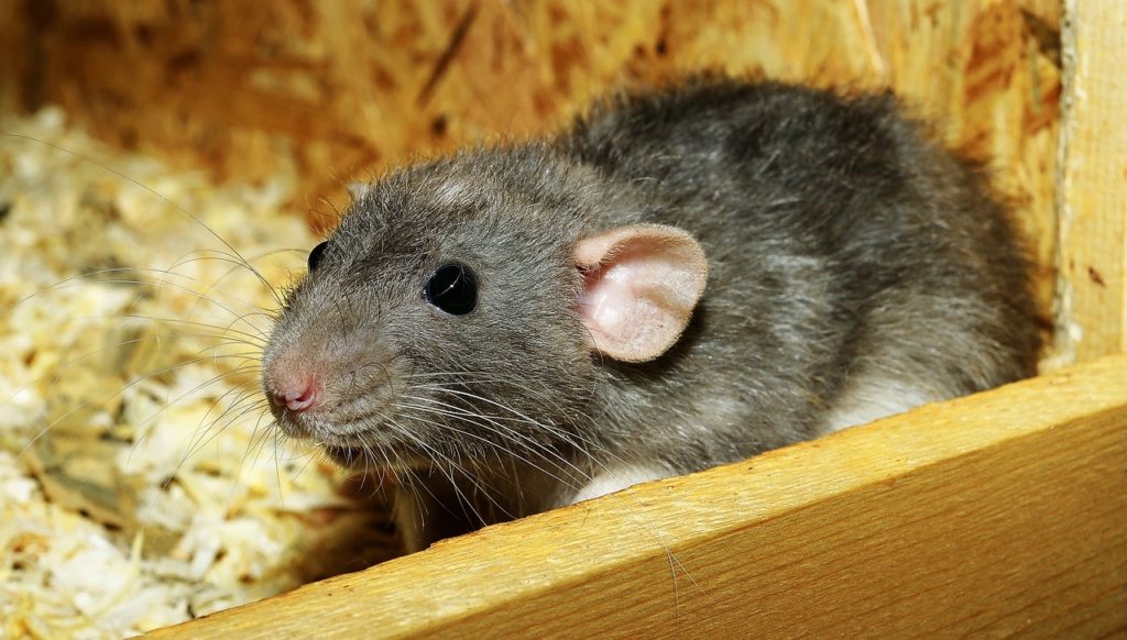 How to get rid of rat urine smell