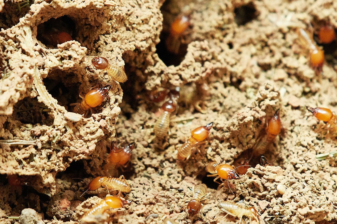 Termites in mulch
