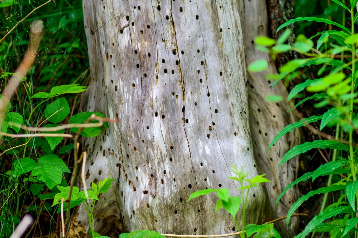 Holes in tree bark can be a sign of termites in trees