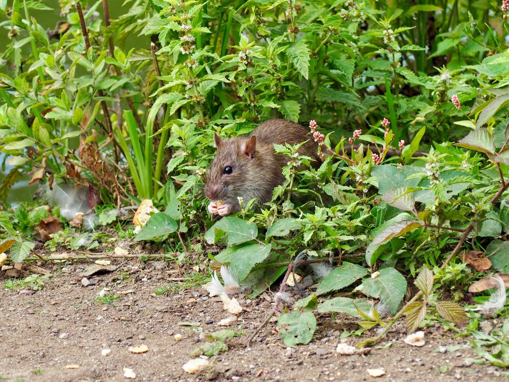 Peppermint oil for rats