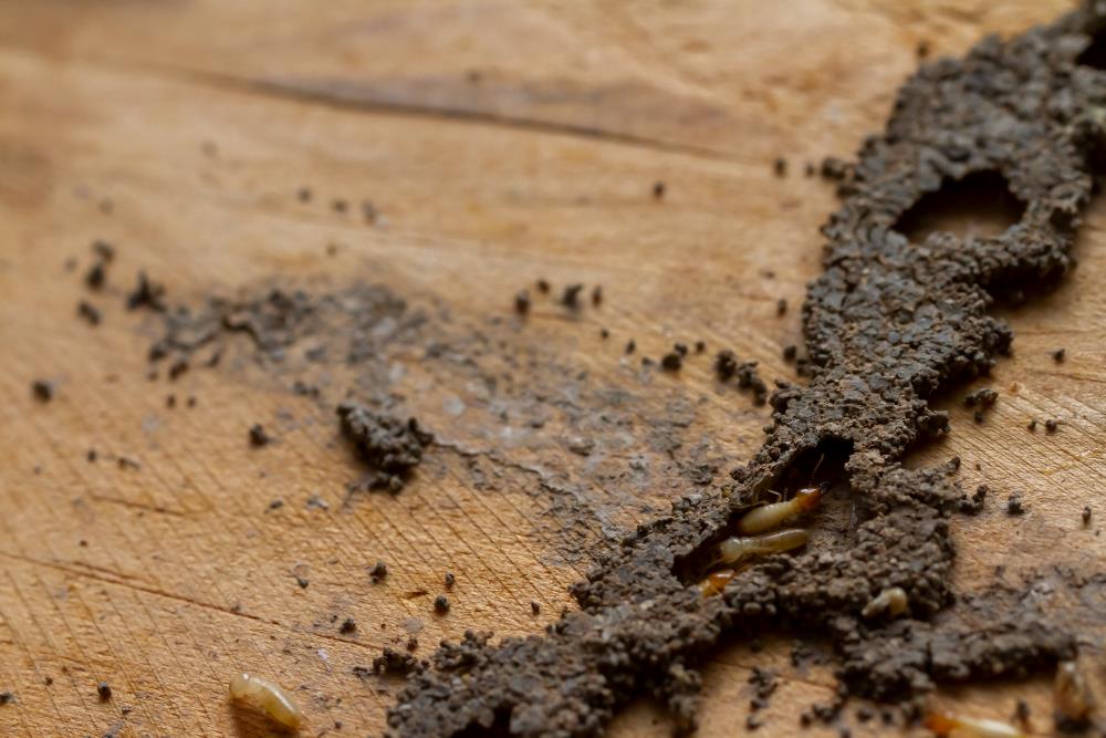 diy termite treatment vs professional