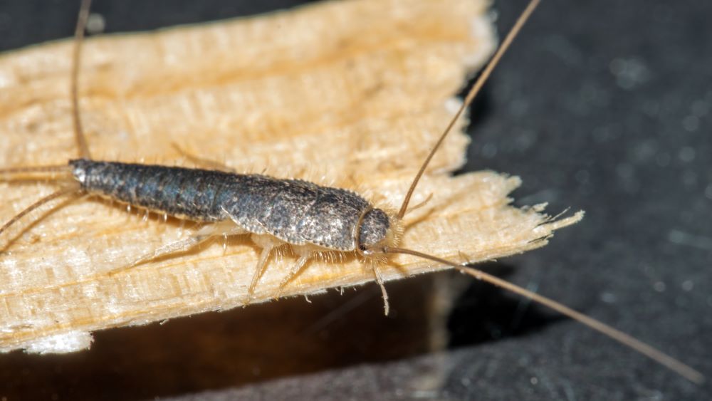 What do silverfish eat