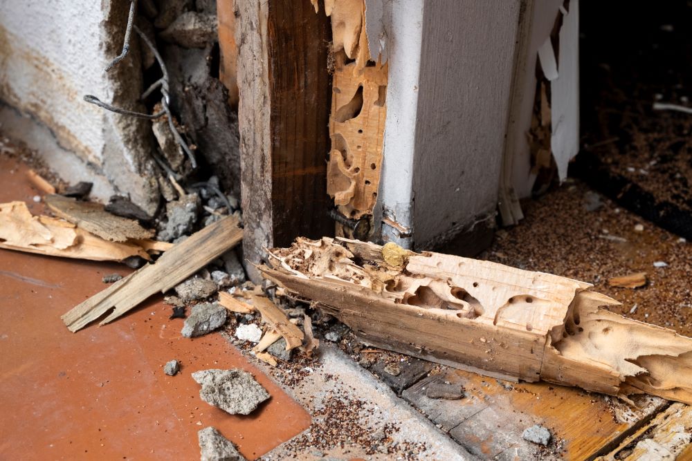Termite damage vs wood rot