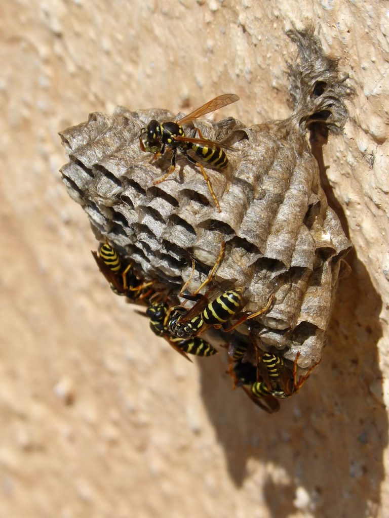 Is it Safe to Remove a Wasp Nest in Winter