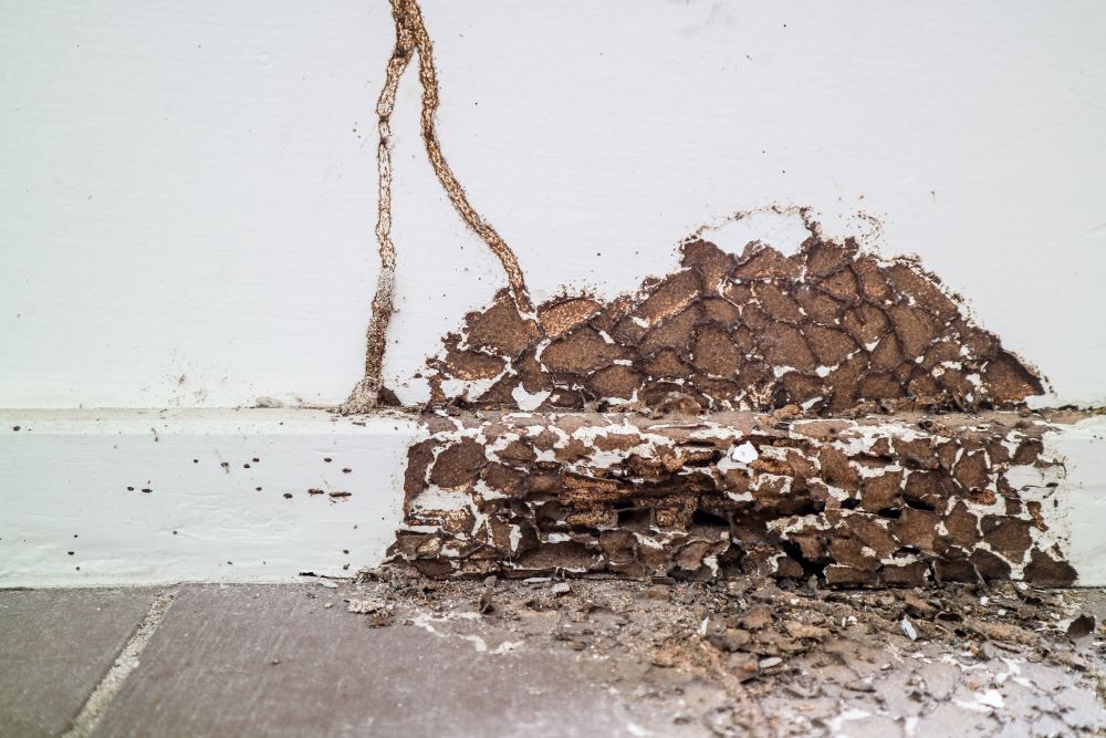 Carpenter ant droppings