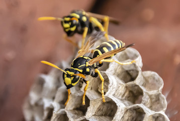 Wasps in Nebraska – 5 Dangerous Pests to Avoid