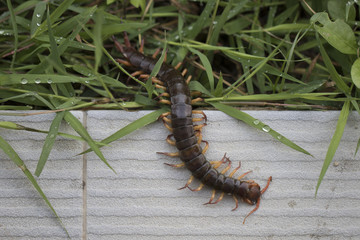 What Attracts Centipedes and How To Get Rid of Them