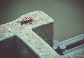 Are Box Elder Bugs Dangerous? | What are Box Elder Bugs?