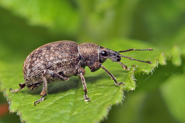 5 Proven Ways to Get Rid of Weevils in My Bedroom – A Step-By-Step Guide