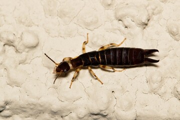 A Guide to the Ring Legged Earwig: Facts and Fun Facts About This Fascinating Insect