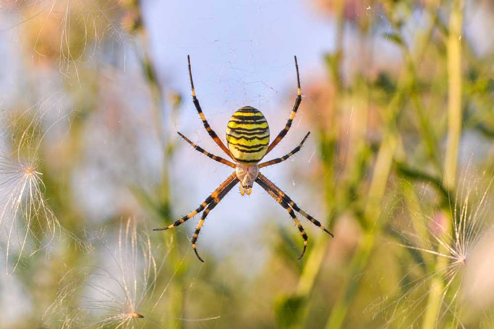 A striped spider with hairy