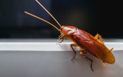 Why Am I Seeing Baby Roaches After Extermination? Omaha & Lincoln Pest Contro