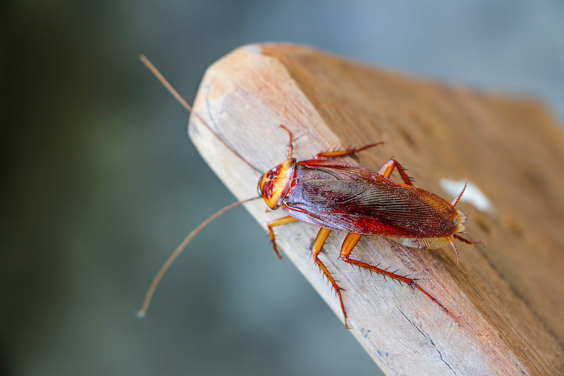 cockroach insect on wooden