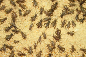 Multiple crickets on a sandy surface. Crickets in Douglas and Lincoln Counties. 