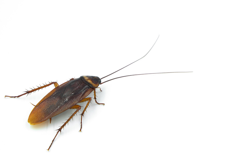 adult cockroach 