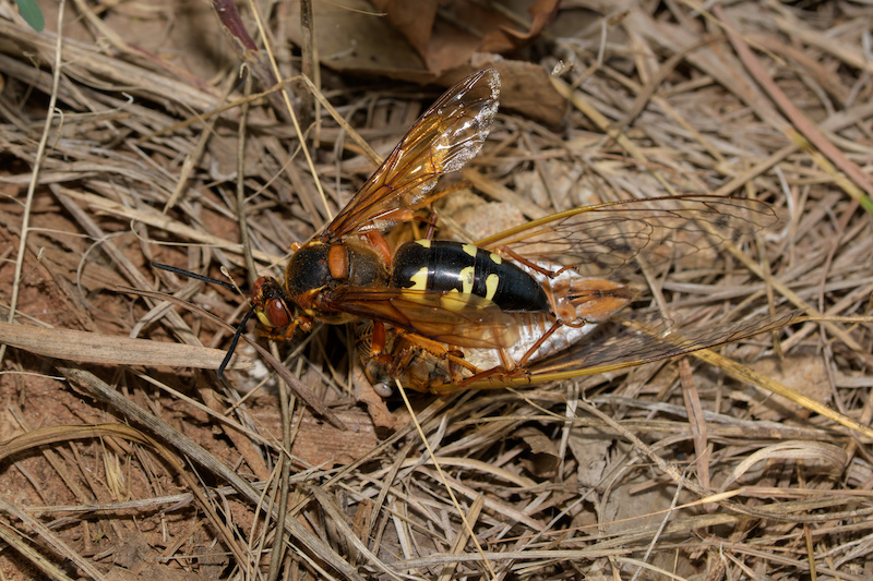 Top view of an Eastern Cicada Killer wasp dragging a Cicada on the ground