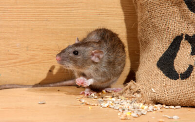 Say Goodbye to Rodents in Nebraska – Tips to Keep Your Home Rodent-Free