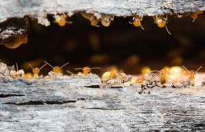 Termites nesting in the timber. Termites in Douglas & Lincoln County, Nebraska 