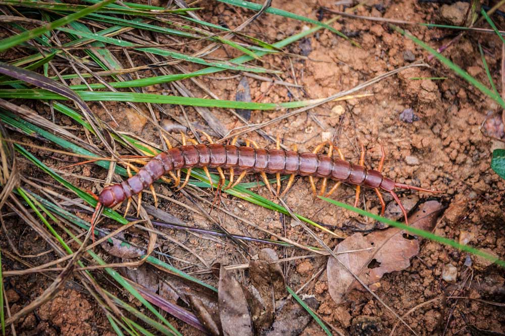 Asian Forest Centipede