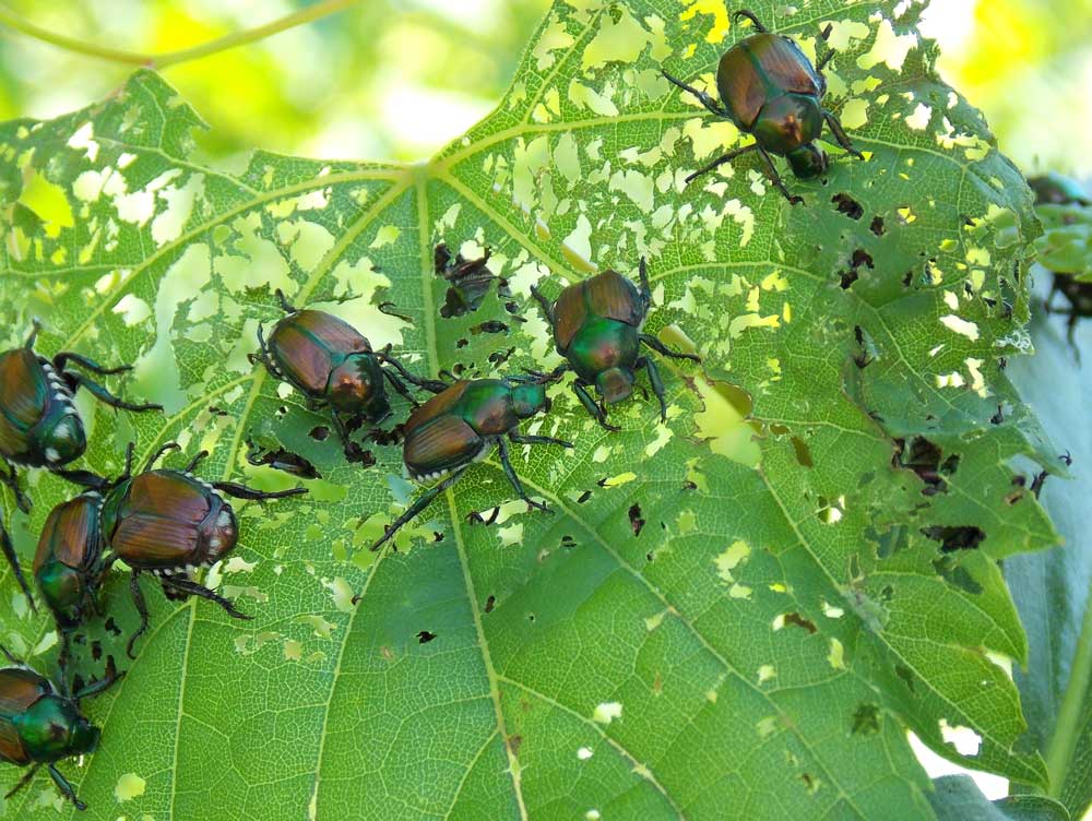Beetle infestation skeleton Beetle infestation skeleton