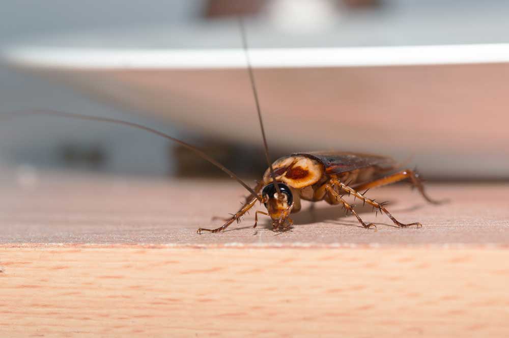 Cockroaches hiding under a