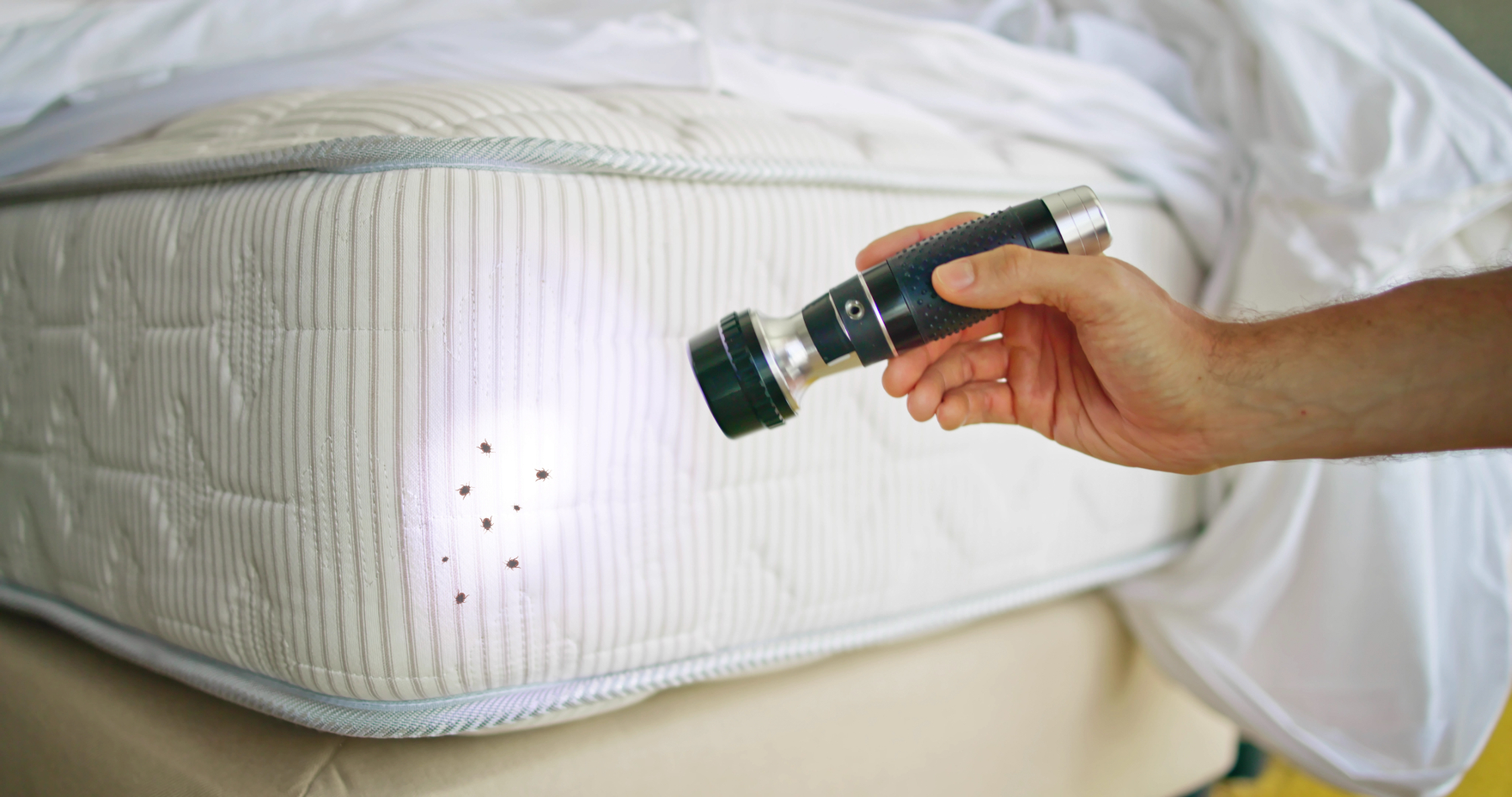 a technician inspects a mattress for bed bugs in a hotel in need of commercial bed bug control services in Omaha, NE